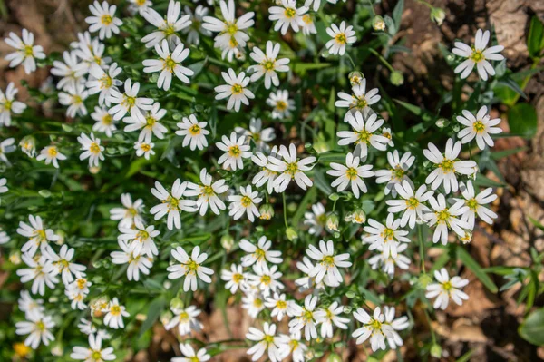 Rabalera Stellaria Holostea Big Stitchword Mehrjährige Blumen Blüte Gruppe Von — Stockfoto