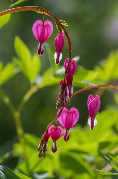 Dicentra Spectabilis Flores Corazón Sangrantes Forma Corazones Flor Hermosa Planta — Foto de Stock