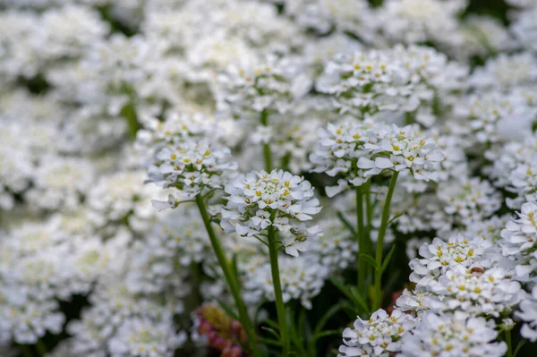 Iberis Sempervirens Evergreen Candytuft Perenial Flowers Bloom Group White Springtime — Stock Photo, Image