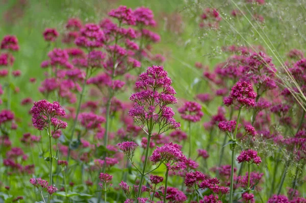 Centranthus Ruber Kırmızı Mahmuz Kediotu Çiçekleri Çiçek Açmış Parlak Kırmızı — Stok fotoğraf