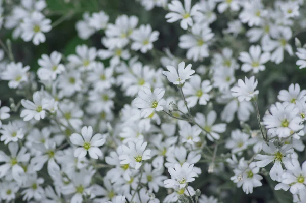 Cerastium Tomentosum Schnee Sommer Blühende Blumen Gruppe Blühender Pflanzen Mit — Stockfoto