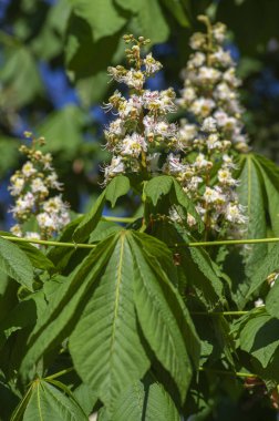 Aesculus hipokastanum at kestanesi ağacı çiçek açmış, bir grup beyaz çiçek ve dallarda yeşil yapraklar