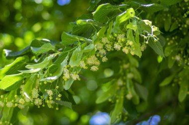 Tilia Cordata ıhlamur ağacı dalları açmakta, bahar zamanı çiçek açan küçük yapraklı limon, bahar günışığında yeşil yapraklar.