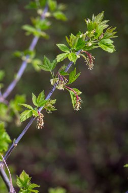 Acer negundo manitoba boxelder akçaağaç dişi mor beyaz çiçekler, çiçek açan dallar, yeşil yapraklar