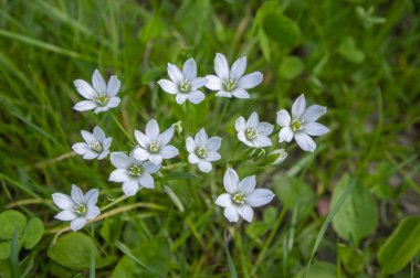 Ornithogalum umbellatum bahçesi Beytüllahim 'in yıldız çiçekleri, çimenler beyaz zambak çiçekli soğan çiçekli süsler ya da yabani bitkiler