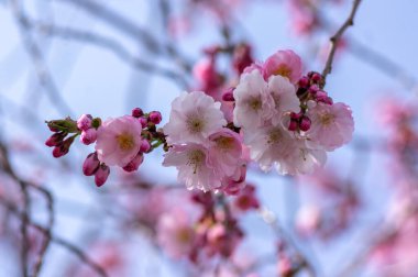 Prunus sargentii alcolade sargent sarry çiçek açan ağaç dalları, güzel gruplar açık pembe yaprak çiçekleri ve mavi gökyüzüne karşı küçük tomurcuklar.