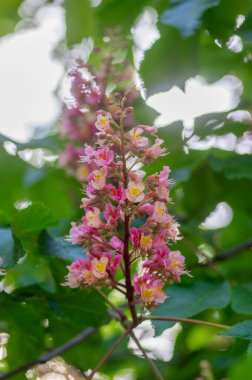Aesculus carnea pavia kırmızı at kestanesi çiçekleri çiçek, parlak pembe çiçekli süs ağacı, yeşil yapraklar