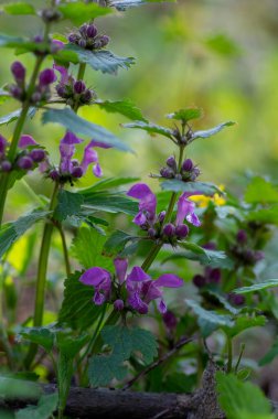 Lamium purpureum vahşi pembe çiçek açan mor ölü ısırgan otu çiçekleri, çiçek açan bitkiler grubu, yeşil yapraklar.