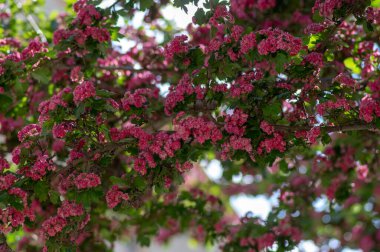 Crataegus laevigata cultivar pauls kırmızı pembe çiçekli ağaç, çiçek açmış güzel bahar çiçekleri grubu, yeşil yapraklar