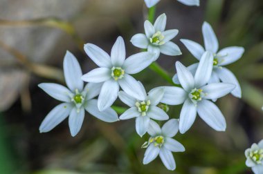 Ornithogalum umbellatum zambak çiçek, küçük süs ve vahşi beyaz çiçek açan bahar bitkisi, soğanlı bitki
