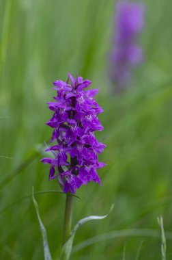 Dactylorhiza majalis çayırda çiçek açan yabani orkide çiçekleri, yeşil çimlerde açan bir grup parlak mor çiçek