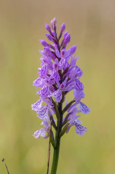 Dactylorhiza Fuchsii Common Spotted Orchid Flowers Bloom Amazing Beautiful Purple — Stock Photo, Image