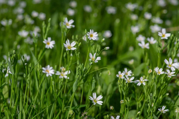Rabalera Stellaria Holostea Daha Büyük Dikişotu Çiçek Açmış Daimi Çiçekleri — Stok fotoğraf