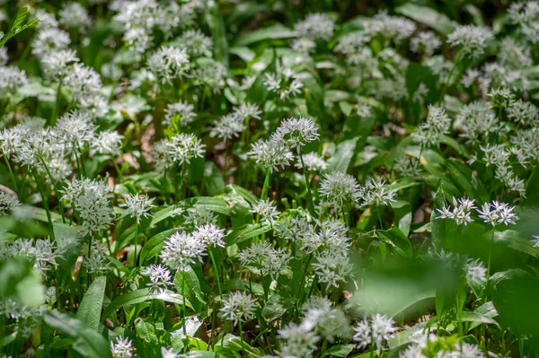 Allium Ursinum Ursos Selvagens Flores Alho Flor Branco Rmasons Buckrams — Fotografia de Stock