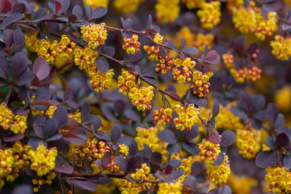 Berberis Thunbergii Arbusto Flores Ornamentales Agracejo Japonés Grupo Hermosas Flores — Foto de Stock