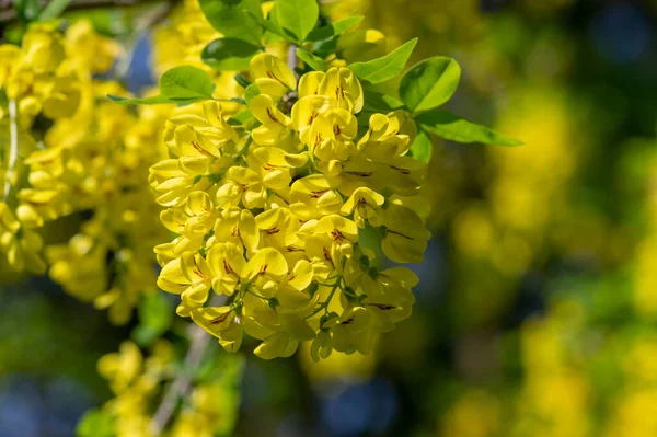 Laburnum Anagyroides Chaîne Pluie Dorée Branches Arbustes Ornementaux Fleurs Petit — Photo