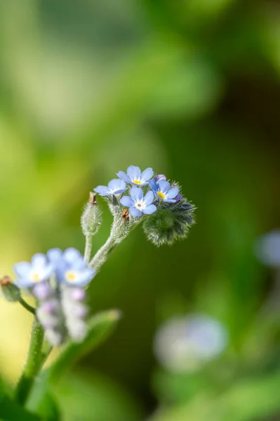 Myosotis Sylvatica Trä Glömma Mig Inte Vackra Blommor Blom Vilda — Stockfoto