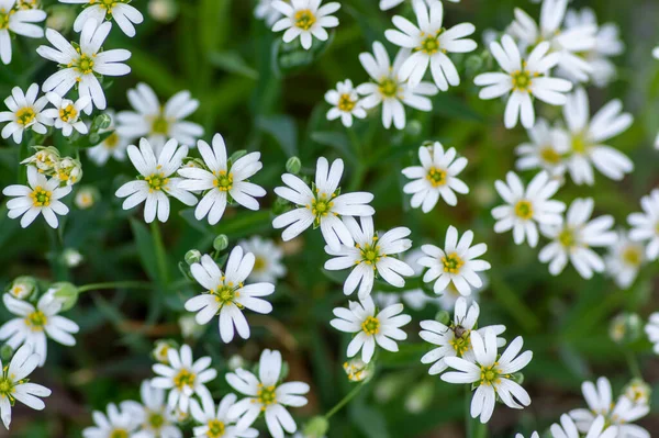 Rabalera Stellaria Holostea Maior Stitchwort Flores Perenes Flor Grupo Flores — Fotografia de Stock