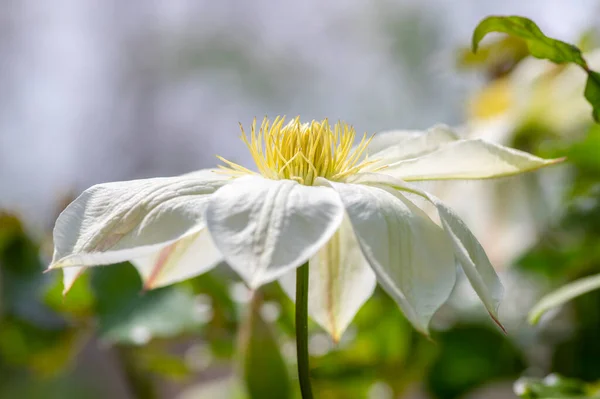 Floração Branca Brilhante Grande Pétala Clematis Flores Belas Virgens Bower — Fotografia de Stock