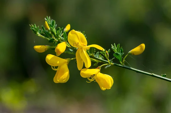 Cytisus Scoparius Genêt Fleurs Sauvages Jaune Fleur Arbuste Fleurs Vivaces — Photo