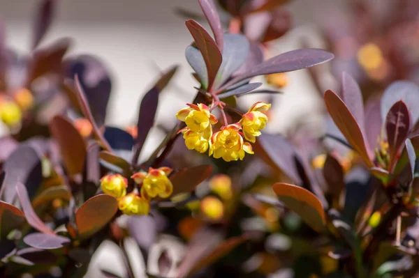 Berberis Thunbergii Arbuste Fleurs Ornementales Épine Vinette Japonaise Groupe Belles — Photo