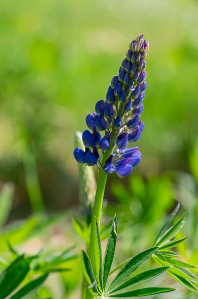 Lupinus Polyphyllus Grandes Flores Altramuz Hoja Flor Púrpura Violeta Azul — Foto de Stock