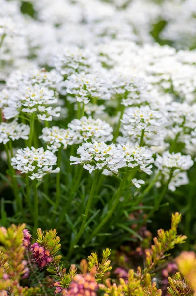 イベリス セムペルビレンス常緑樹のカンナ科の花を咲かせ 白い春の開花岩の植物群 季節の背景 — ストック写真