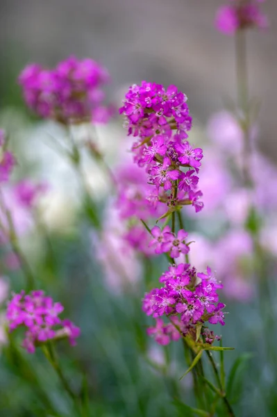 Lychnis Viscaria Sticky Catchfly Lila Ljus Vår Blommande Växt Grupp — Stockfoto