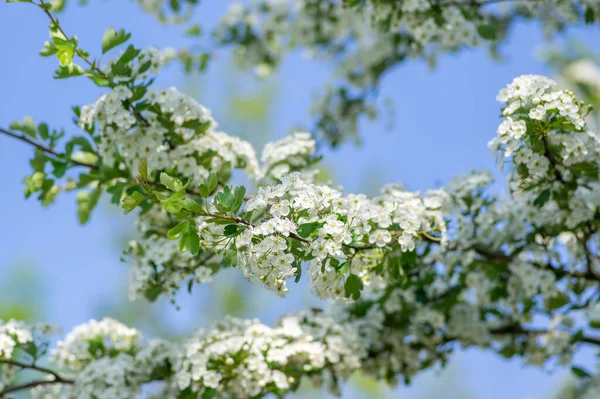 라카에 나무는 봄철에 초록색 가지와 꽃봉오리와 꽃봉오리가 가지가 — 스톡 사진