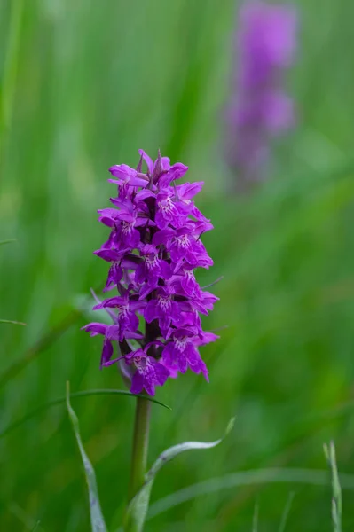 Dactylorhiza Majalis Wild Flowering Orchid Flowers Meadow Group Bright Purple — Stock Photo, Image