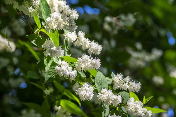 Deutzia Scabra 'nın tüylü gururu Rochester' ın çiçek açmış beyaz çiçekleri, çiçek açan bitkileri, tomurcukları ve yeşil yaprakları olan çalıları, Candidissima tarlası