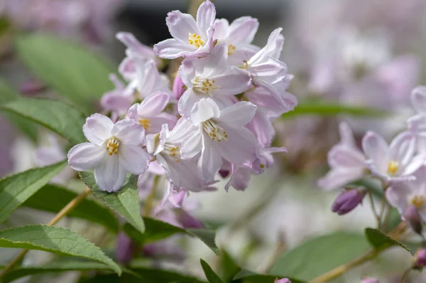 Deutzia Gracilis Romântico Brilhante Planta Floração Branca Cacho Flores Esbeltas — Fotografia de Stock