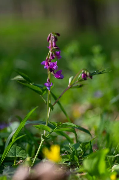 Lathyrus Vernus Spring Vetchling Flowering Plant Bright Puprle Springtime Pea — Stock Photo, Image