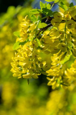 Laburnum anagyroides altın yağmur zinciri çiçek açmış süs çalı dalları, parlak sarı çiçekler ve güneş ışığında yeşil yapraklarla çiçek açan küçük ağaç.