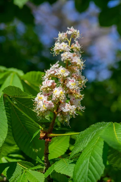 Aesculus Hippocastanum Paardenkastanjeboom Bloei Groep Witte Bloeiende Bloemen Groene Bladeren — Stockfoto