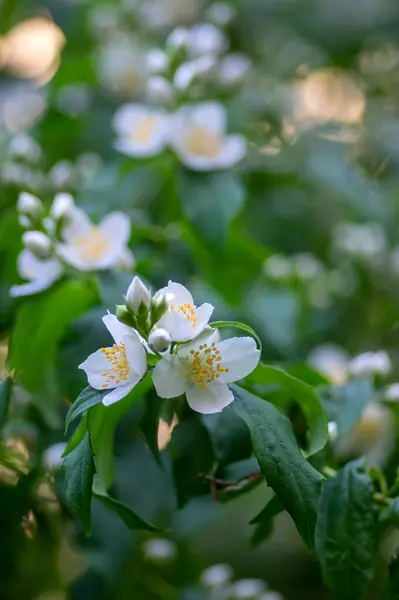 Philadelphus Coronarius Sladké Modrooranžové Bílé Květy Květu Větvích Keřů Kvetoucí — Stock fotografie