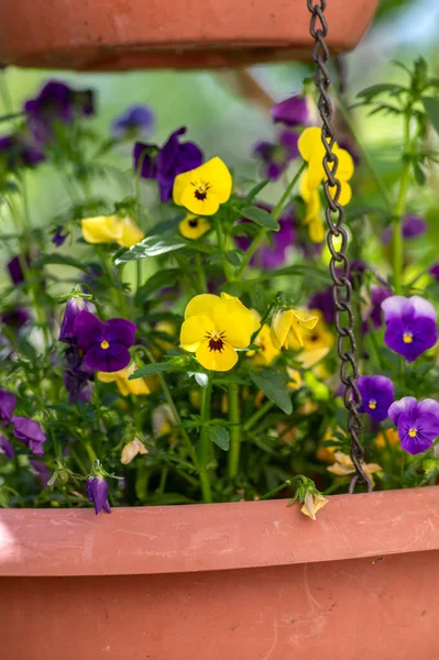 Viola Wittrockiana Красочный Сад Pansy Цветы Цвету Красивые Небольшие Цветущие — стоковое фото