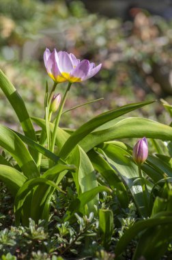 Tulipa Saxatilis parlak pembe çiçekli Girit lale çiçekleri, bahar zamanı güneş ışığında açan güzel süs taşı bitkileri, yeşil yapraklar.