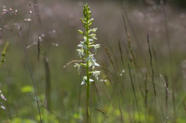Platanthera bifolia beyaz yabani daha az kelebek orkide çiçekleri çiçek açan güzel çayır orkideleri yeşil çimenlerdeki çiçekler