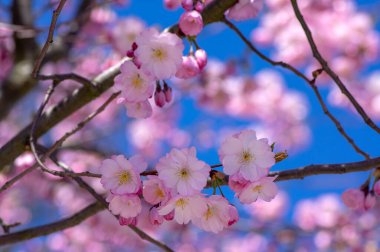 Prunus sargentii alcolade sargent sarry çiçek açan ağaç dalları, güzel gruplar açık pembe yaprak çiçekleri ve mavi gökyüzüne karşı küçük tomurcuklar.