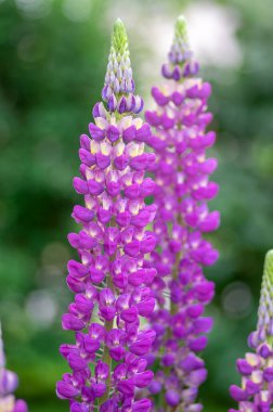 Lupinus polyphyllus büyük, çiçek açmış lupin çiçekleri, mor menekşe mavisi uzun, uzun, vahşi bir bitki.