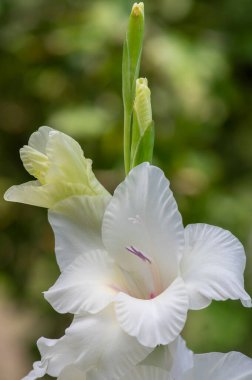 Gladiolus grandiflorus alba. Uzun sapında çiçek açan büyük çiçekler. Üzerinde tomurcuklar olan güzel süslemeli soğan çiçekleri.