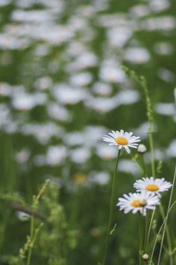 Leucanthemum vulgare çayırları yabani öküz gözü papatya çiçekleri, beyaz taç yaprakları ve sarı çiçekli, çiçek açan güzel bitkiler, ilkbaharın sonlarında inanılmaz yeşil alanlar.