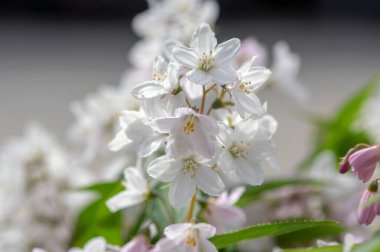Deutzia gracilis romantik parlak beyaz çiçekli bitki, bir demet harika ve narin çiçek çalıların üzerinde, yeşil yapraklar
