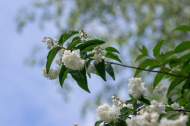 Deutzia Scabra 'nın tüylü gururu Rochester' ın çiçek açan beyaz çiçekleri, çiçek açan bitkileri, tomurcukları ve yeşil yaprakları olan çalıları, Candidissima Cultivar againt mavi gökyüzü