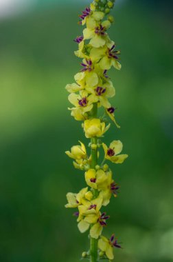 Verbascum nigrum nigrum siyah mullein vahşi çiçekli bienal bitki küçük sarı ve mor çiçekler çayır üzerinde çiçek