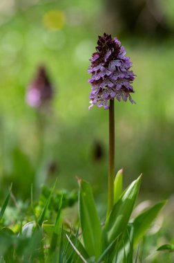 Lady Orchid Purpurea koruma altındaki bitkiler, uzun yeşil saplı güzel mor beyaz çiçekler tomurcuklarla birlikte çiçek açarlar.