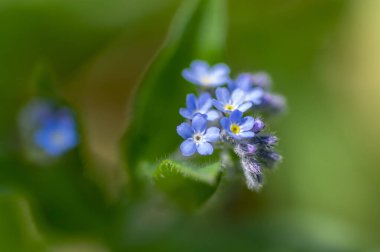 Myosotis Sylvatica tahtası unutma beni güzel çiçekler açmıyor ormanlarda açan yabani bitkiler, yeşil yapraklar.