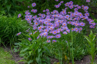 Aster tongolensis güzel çiçekler mor yapraklar ve parlak turuncu merkezler, çiçek açan bitkiler, doku arka plan