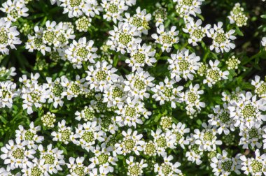 İberis sempervirens daima yeşil şekerleme kalıcı çiçek, beyaz bahar çiçekli kaya bitkileri grubu, doku arka planı